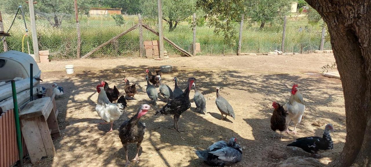 Villa Klinai Cerveteri Luaran gambar